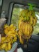 banany a banany caribe v autě.jpg